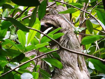 Close-up of lizard on tree