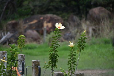 Close-up of flowers blooming outdoors