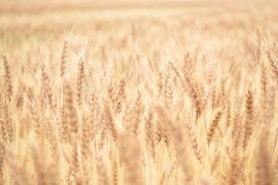 Close-up of wheat plants growing on field