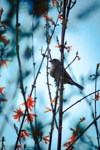 Low angle view of bird perching on branch