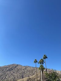 Plants growing on land against clear blue sky