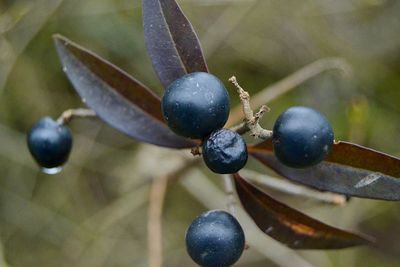 Close-up of object against blurred background