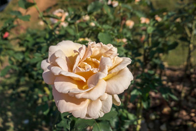 Close-up of white rose on field
