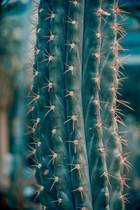 Close-up of cactus