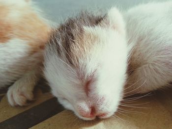 Close-up of cat sleeping