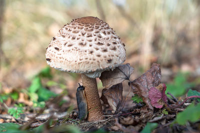 Gastropoda on the stalk of the mushroom. a slug eats a mushroom.