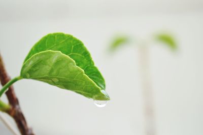 Close-up of water drops on plant