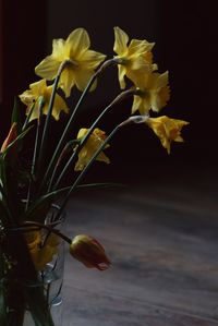 Close-up of yellow flowers against black background