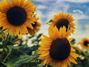 Close-up of sunflower on field against sky