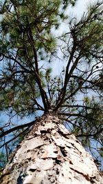 Low angle view of bare trees against sky