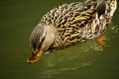 Close-up of duck swimming in lake