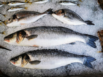 High angle view of fish for sale