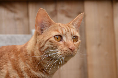 Close-up portrait of ginger cat