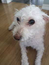 Close-up portrait of dog