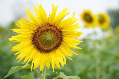 Close-up of sunflower