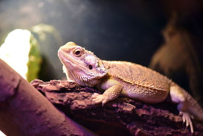 Close-up of lizard on rock