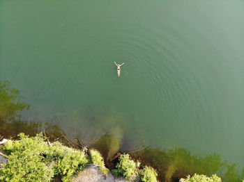 High angle view of fish swimming in lake