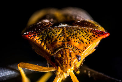 Close-up of insect on yellow leaf