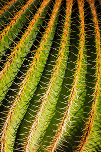 Full frame shot of succulent plant