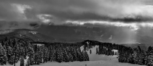 Panoramic view of trees on landscape against sky