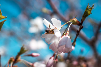 Cherry blossoms in the spring being pollinated by a bee