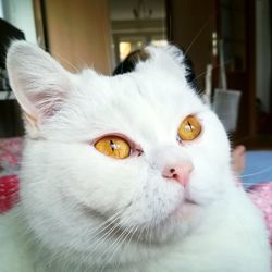 Close-up portrait of white cat