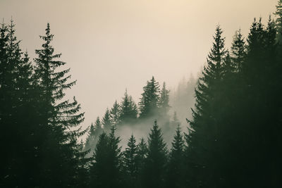 Pine trees and fog  in forest against sky