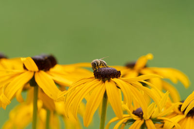 Close-up of honey bee on yellow flower