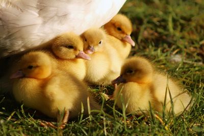 Close-up of ducklings in grass