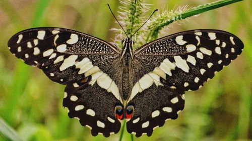 Close-up of butterfly on leaf