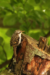 Close-up of bird perching on wood