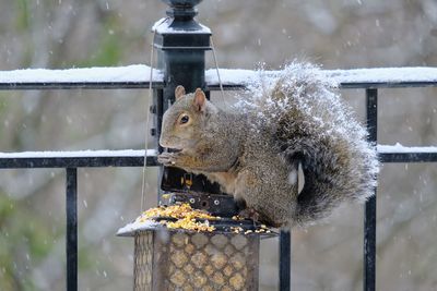 View of squirrel on snow