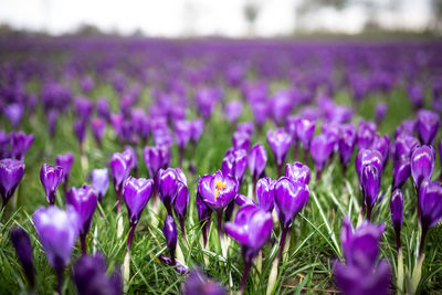 Close-up of purple crocus flowers on field