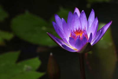 Close-up of purple water lily