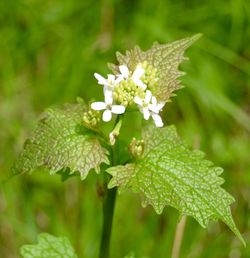 Close-up of white flowers