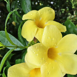 Close-up of wet yellow flower in rainy season