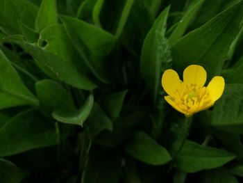 Close-up of yellow flower blooming outdoors