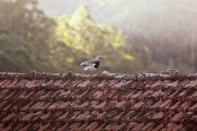 Vanellus chilensis - bird