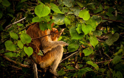 Close-up of squirrel on tree