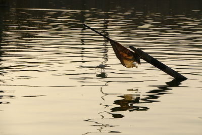 View of birds swimming in lake