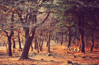 Trees on landscape during sunset