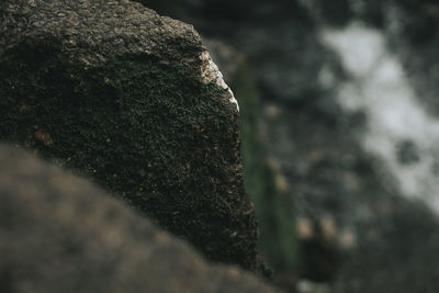 Close-up of rock on tree trunk