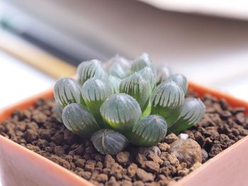 Close-up of succulent plant on table
