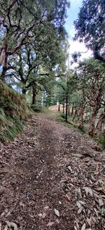 Footpath amidst trees in forest