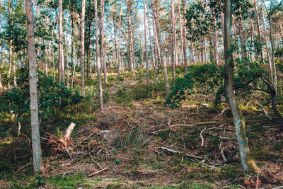 Trees in forest