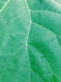 Full frame shot of leaf