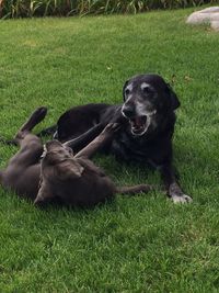 Black dog lying on grass