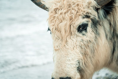 Close-up of a yak