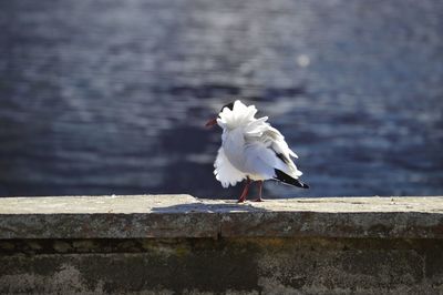Seagull on a wall