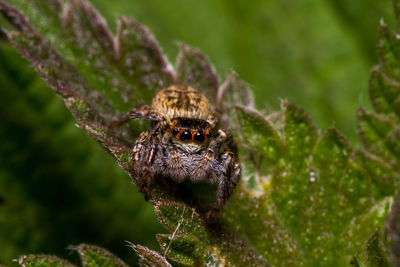 Close-up of spider